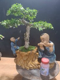 Mai chiếu thủy tiểu cảnh đang hoa
