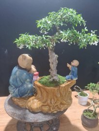 Mai chiếu thủy tiểu cảnh đang hoa