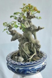 Bồ đề gl0905700556