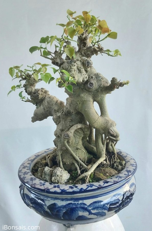 Bồ đề gl0905700556