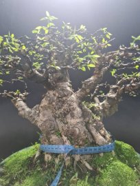 Mai chiếu thủy nu lùn lực