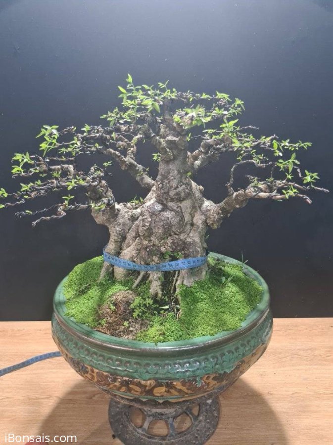 Mai chiếu thủy nu lùn lực