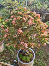 Mẫu đơn hồng phấn tàn tròn xoe