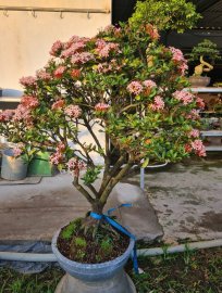 Mẫu đơn hồng phấn tàn tròn xoe