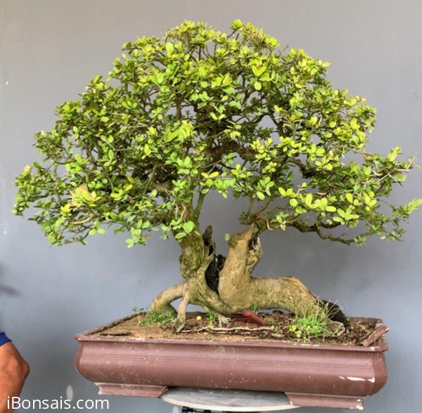 Hải châu 7500