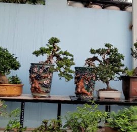Giao lưu Sam núi trái dáng thác đổ