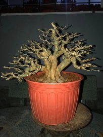 Linh sam vừa làm xong