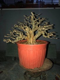 Linh sam vừa làm xong