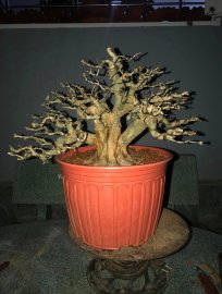 Linh sam vừa làm xong