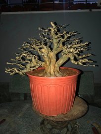 Linh sam vừa làm xong