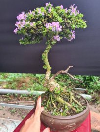 Sam hạt gạo lũa thuần chậu 400k bao ship