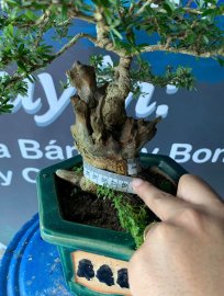 Gl ae cây linh sam khai thác ghép 86