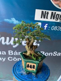 Gl ae cây linh sam khai thác ghép 86