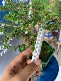 Gl ae cây linh sam khai thác ghép 86