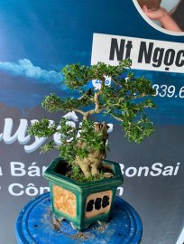 Gl ae cây linh sam khai thác ghép 86
