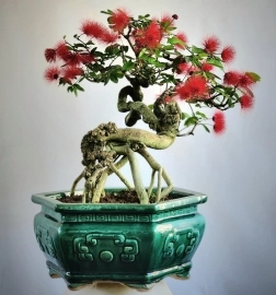 Cây Điệp Lào bonsai già