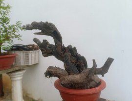 Cẩm thị sống khoẻ