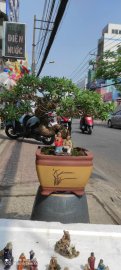 Linh sam