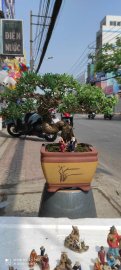 Linh sam