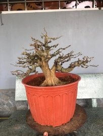 Linh sam vừa làm xong chia sẻ ae