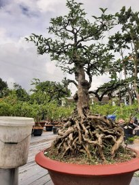 Mai chiếu thủy già, cổ kính