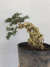 Linh sam quái ghép 86 rể củ to, chi cành làm bài đẹp