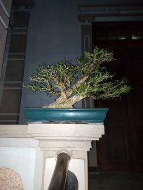 Linh sam làm theo lối phong cách tự nhiên