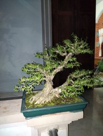 Linh sam làm theo lối phong cách tự nhiên