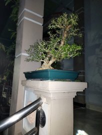 Linh sam làm theo lối phong cách tự nhiên