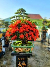 Trang đỏ đầy hoa