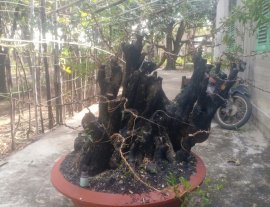 Như một ngọn đồi.