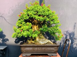 GIẤY MỸ HOÀNH 83!