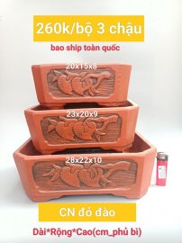 Mẫu chậu mới cho năm nay