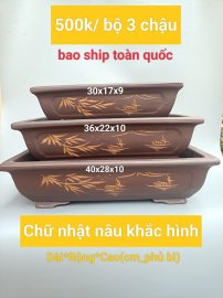 Mẫu chậu mới cho năm nay