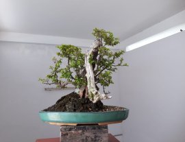 Kim Châu ( Tước Mai) dáng rừng...