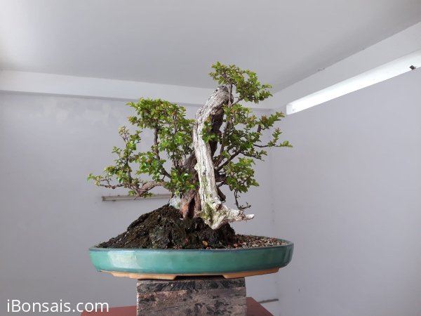Kim Châu ( Tước Mai) dáng rừng...