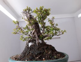 Kim Châu ( Tước Mai) dáng rừng...