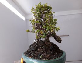 Kim Châu ( Tước Mai) dáng rừng...