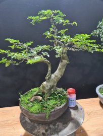 Kim quýt rin già 650k bao ship