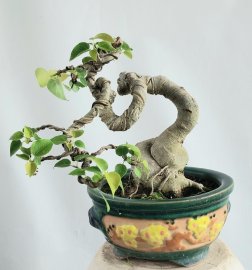 Cây bồ đề mini