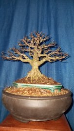 Cây mai chiếu thủy mini