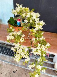Cây hoa giấy cẩm thạch trắng dáng bay