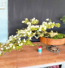 Cây hoa giấy cẩm thạch trắng dáng bay