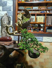 Hương ngày mới