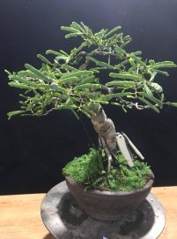 Cây me già để bàn 400k bao ship