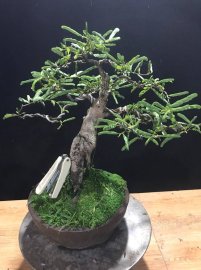 Cây me già để bàn 400k bao ship