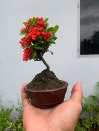 Hoa trang