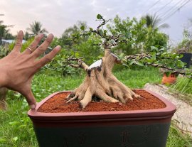 Nguyệt quế cây tương lai….