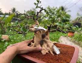 Nguyệt quế cây tương lai….