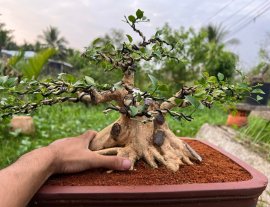 Nguyệt quế cây tương lai….